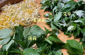 自制艾叶发酵养花