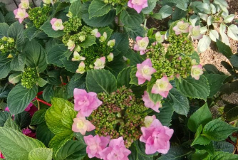 家庭养花用生根粉