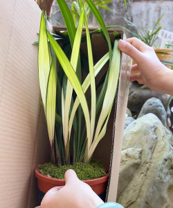 家庭养花用生根粉