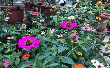 家庭养花用生根粉