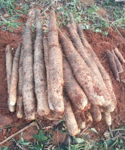 淮山药什么形状