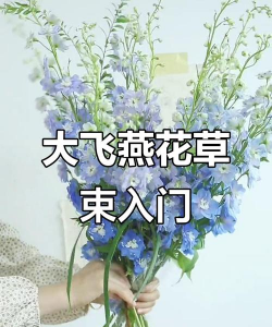 大飞燕怎么养花