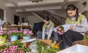 家庭养花用生根粉