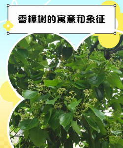 香樟树的特点和寓意