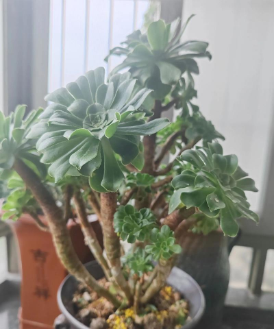 家庭养花用生根粉