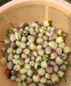 家庭养花泡泡椒