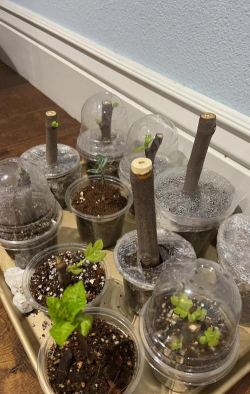 家庭养花用生根粉