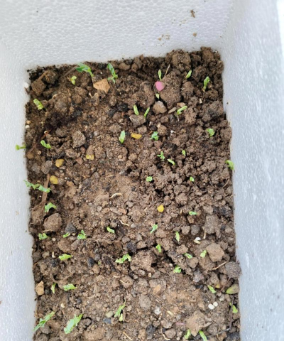 家庭养花用生根粉