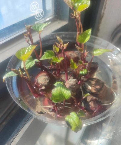 家庭养花用生根粉