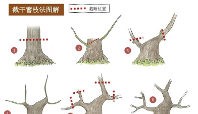 家庭养花用生根粉