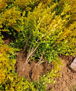 瓜子黄杨枝叶干枯怎么救