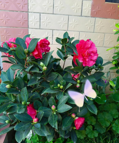 家庭养花用生根粉