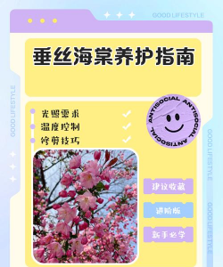 如何养护垂丝海棠