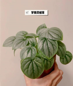 布朗尼亚椒草怎么养