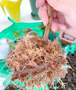 养花扎根的溶液