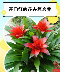 开门红花卉怎么养