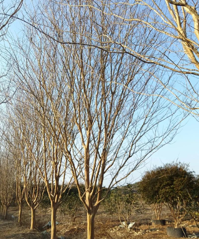 速生紫薇如何鉴别