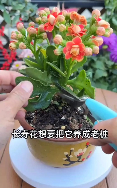 家庭养花用生根粉