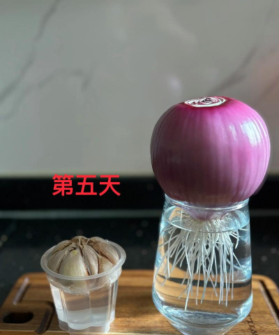 洋葱怎么做盆栽发芽