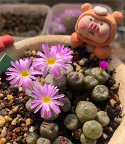 红铜壶开花了怎么处理