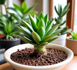 家庭养花用生根粉