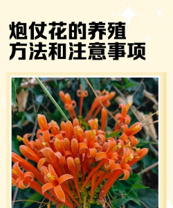 在河北鞭炮花怎么养殖