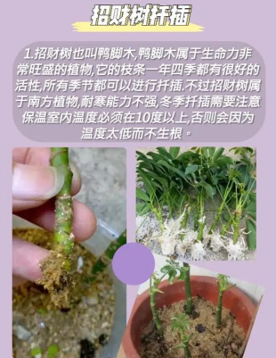 家庭养花用生根粉