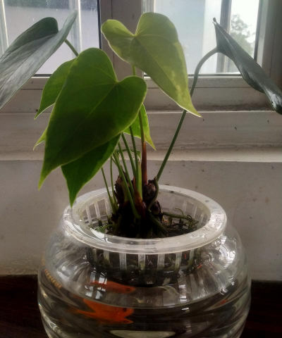 家庭养花用生根粉