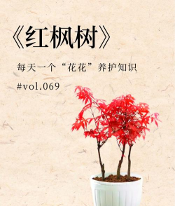 种植枫树要注意的5个事项 种植枫树要注意的5个事项