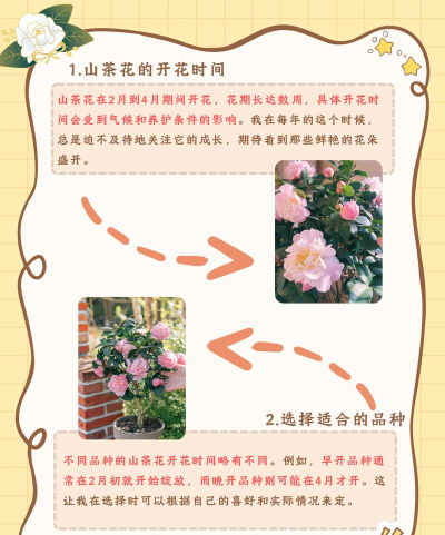 茶花的开花时间以及茶花开花后的管理工作