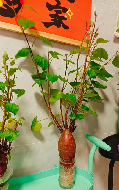 家庭养花用生根粉