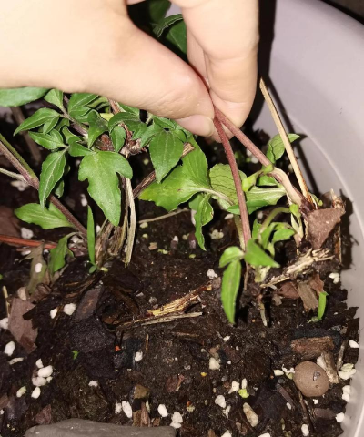 家庭养花用生根粉