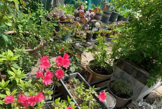 家庭养花用生根粉