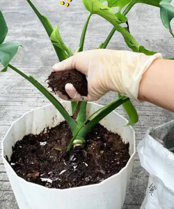 家庭养花用生根粉