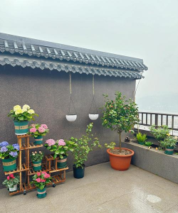 家庭养花用生根粉