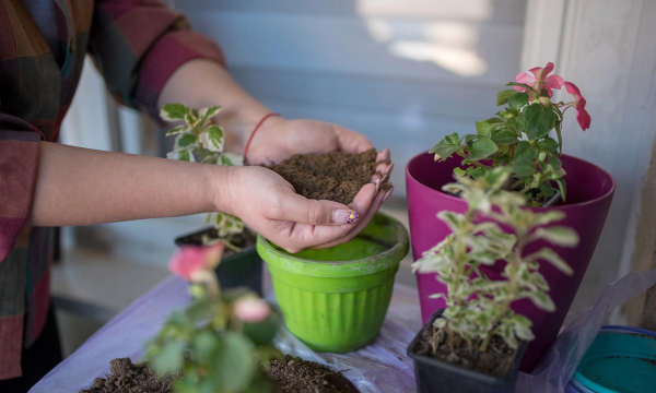 家庭养花用生根粉