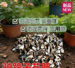 家庭养花用生根粉