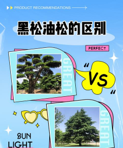黑松与油松的区别