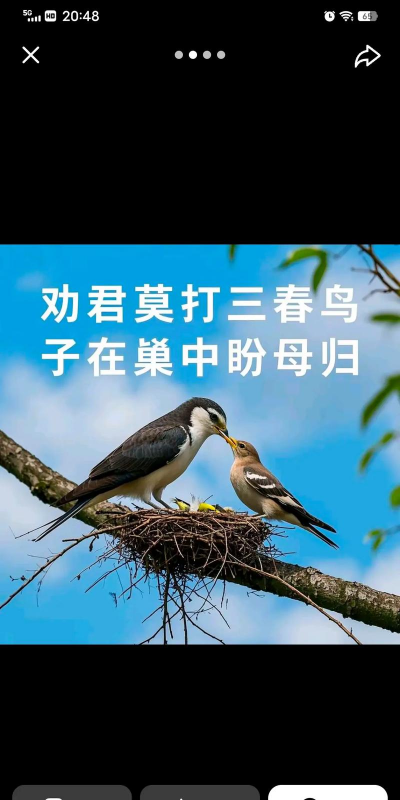 养花养鸟养鱼诗句