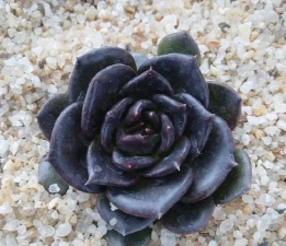 黑王子的箭怎么扦插