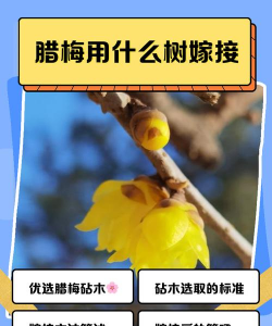 用什么接腊梅