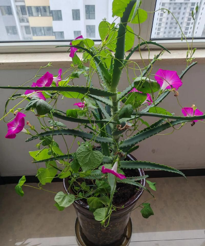 无心养花花盛开