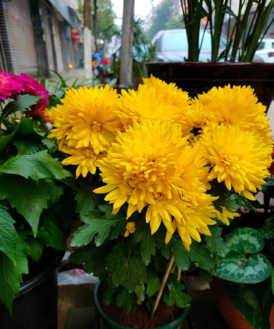 家庭养花用生根粉