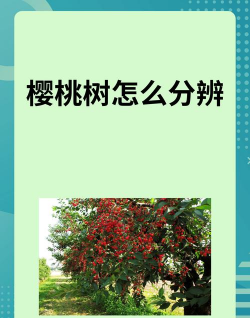 怎么看樱桃树