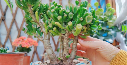 家庭养花用生根粉