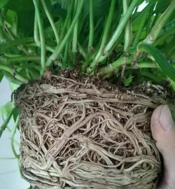 家庭养花用生根粉