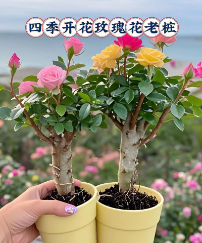 家庭养花用生根粉