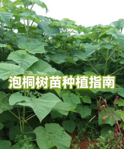 泡桐苗木栽培3个常见病虫害症状与防治方法 泡桐苗木栽培3个常见病虫害症状与防治方法