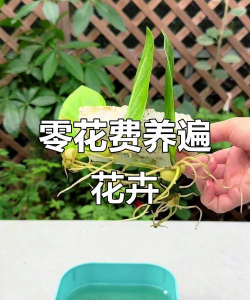 家庭养花用生根粉