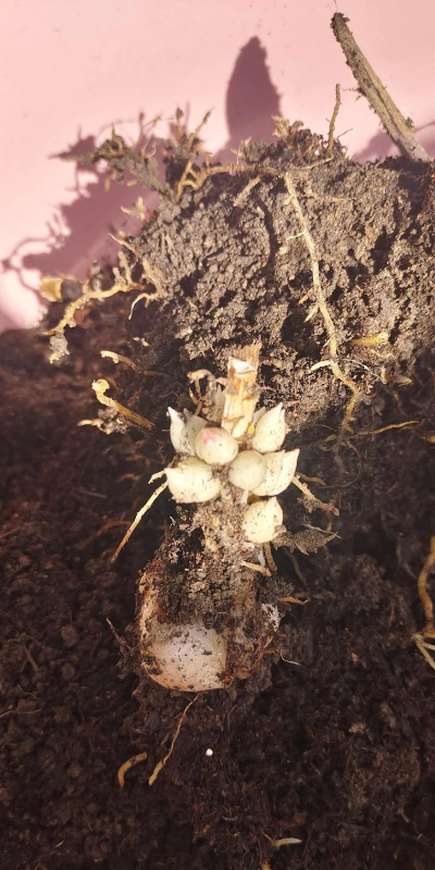 家庭养花用生根粉